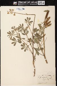 Lupinus perennis subsp. perennis image