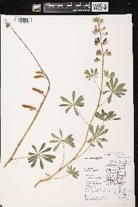 Lupinus perennis subsp. perennis image