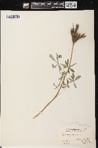 Lupinus perennis subsp. perennis image