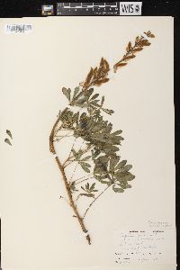 Lupinus perennis subsp. perennis image