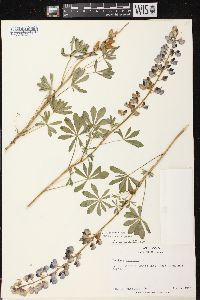 Lupinus perennis subsp. perennis image