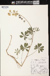 Lupinus perennis subsp. perennis image