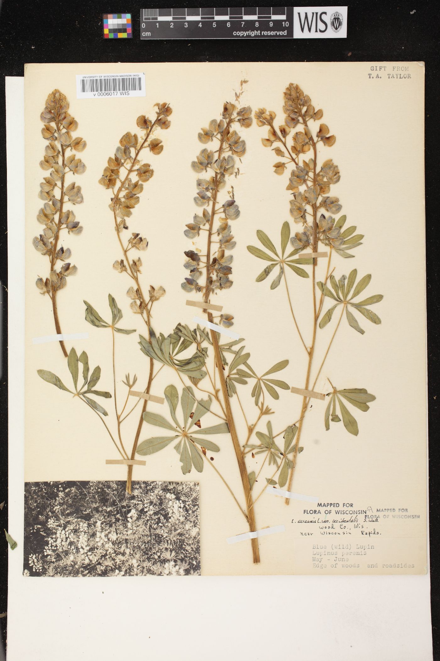 Lupinus perennis subsp. perennis image