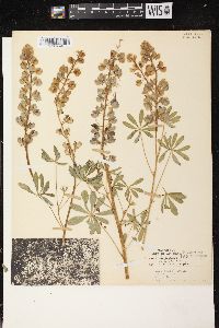 Lupinus perennis subsp. perennis image