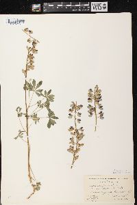 Lupinus perennis subsp. perennis image