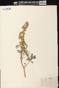 Lupinus perennis subsp. perennis image