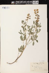 Lupinus perennis subsp. perennis image