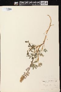 Lupinus perennis subsp. perennis image