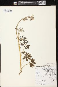 Lupinus perennis subsp. perennis image