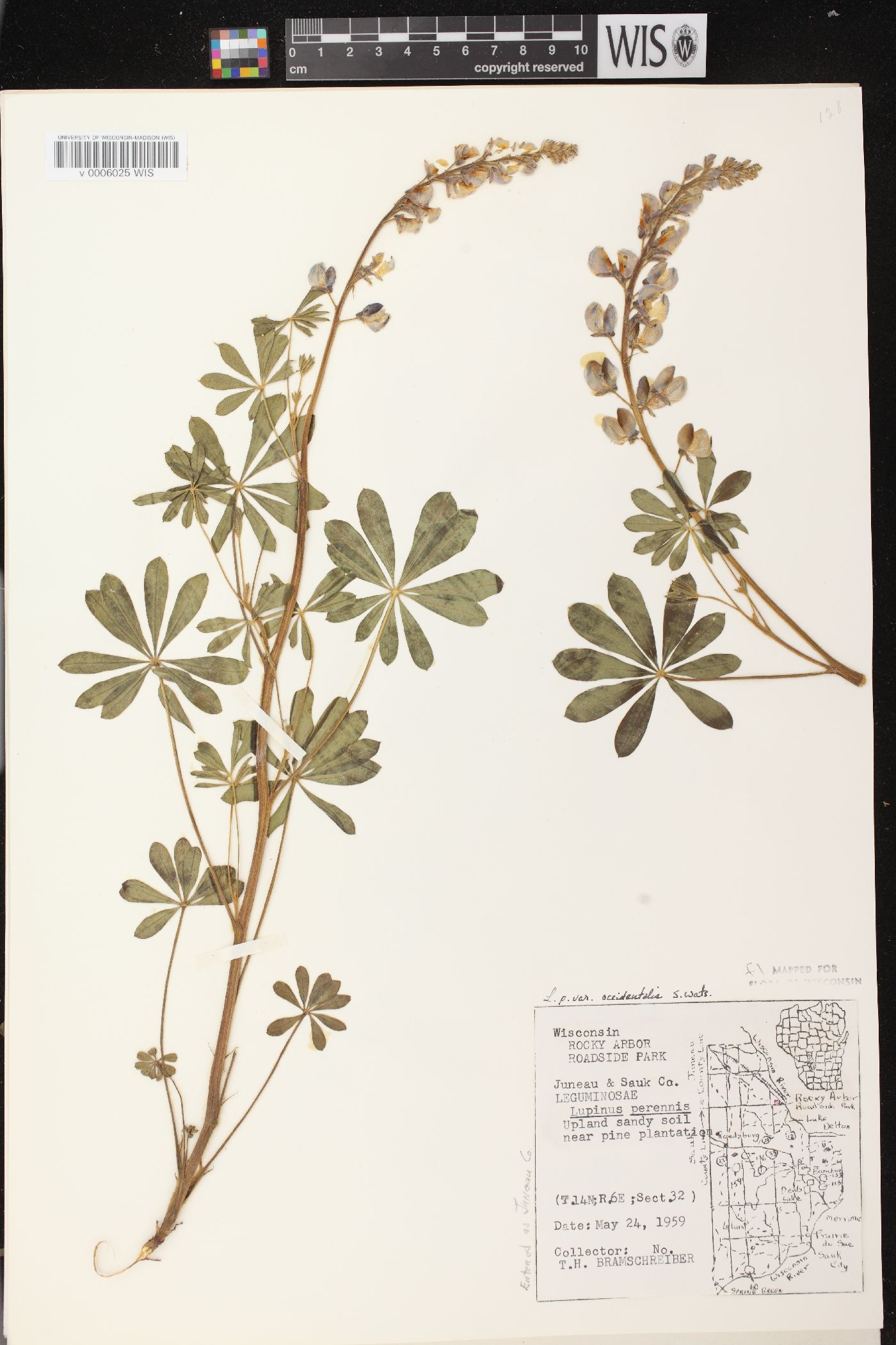 Lupinus perennis subsp. perennis image