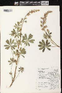 Lupinus perennis subsp. perennis image