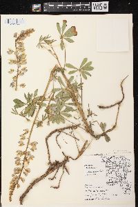 Lupinus perennis subsp. perennis image