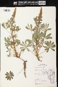 Lupinus perennis subsp. perennis image