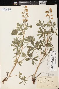 Lupinus perennis var. perennis image