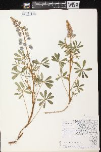 Lupinus perennis subsp. perennis image