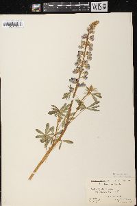 Lupinus perennis subsp. perennis image