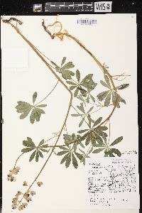 Lupinus perennis subsp. perennis image