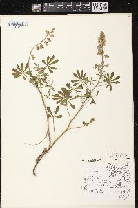 Lupinus perennis subsp. perennis image