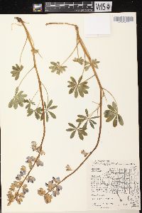 Lupinus perennis subsp. perennis image