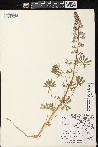 Lupinus perennis subsp. perennis image