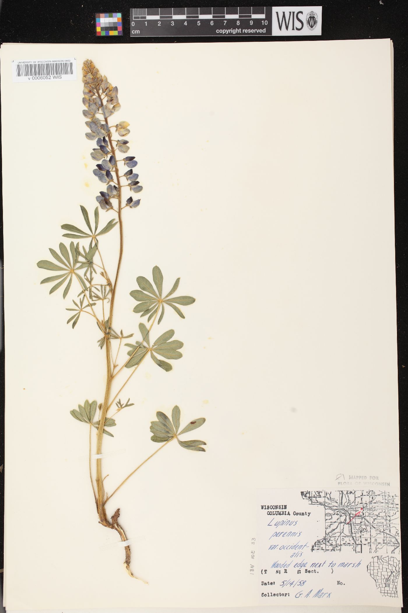 Lupinus perennis subsp. perennis image