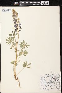 Lupinus perennis subsp. perennis image