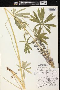 Lupinus polyphyllus image