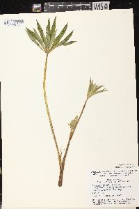 Lupinus polyphyllus image