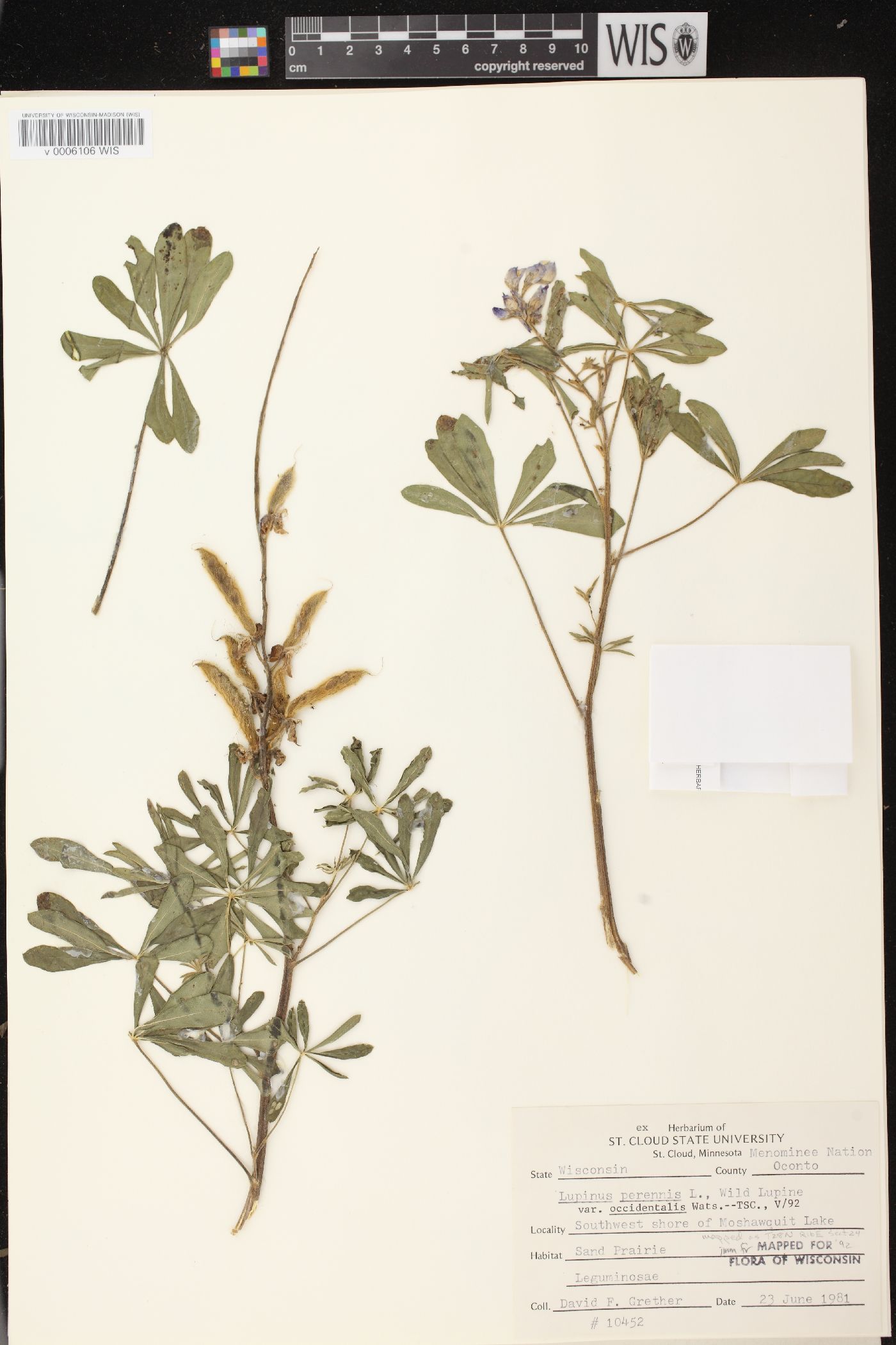 Lupinus perennis subsp. perennis image