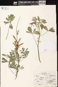 Lupinus perennis subsp. perennis image