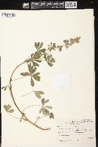 Lupinus perennis subsp. perennis image