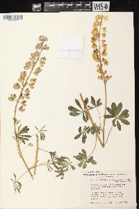 Lupinus perennis subsp. perennis image