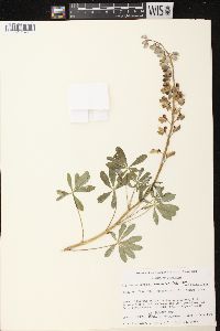 Lupinus perennis subsp. perennis image