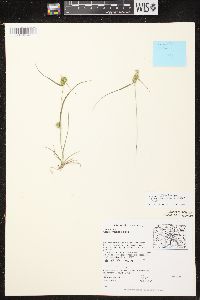 Carex cryptolepis image