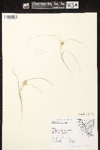 Carex sychnocephala image