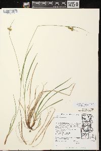 Carex pallescens image