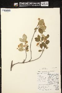 Aronia × prunifolia image