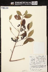 Aronia × prunifolia image