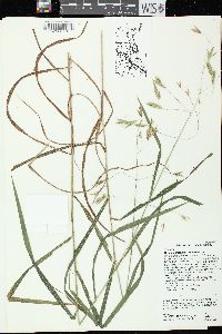 Bromus latiglumis image