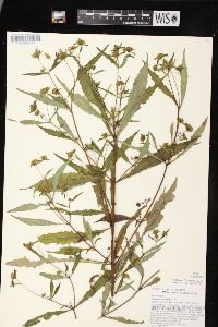 Bidens connata image