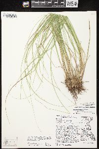 Carex echinata subsp. echinata image