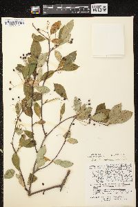 Aronia × prunifolia image