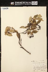 Aronia × prunifolia image