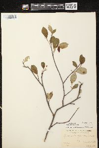 Aronia × prunifolia image