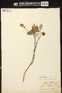 Aronia × prunifolia image