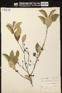 Aronia × prunifolia image