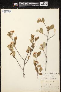 Aronia × prunifolia image