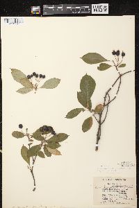 Aronia × prunifolia image