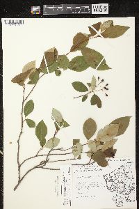 Aronia × prunifolia image