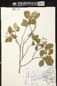 Aronia × prunifolia image